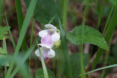 Melittis melissophyllum