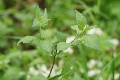 Solanum dulcamara