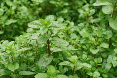Mentha aquatica