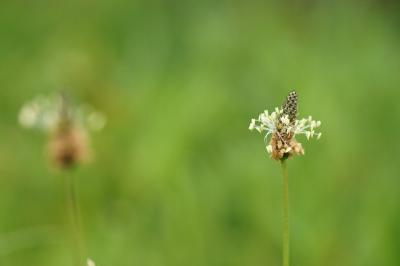 Plantago lanceolata