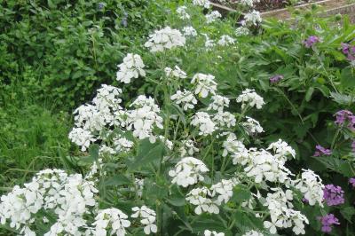 Lunaria annua