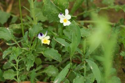 Viola arvensis
