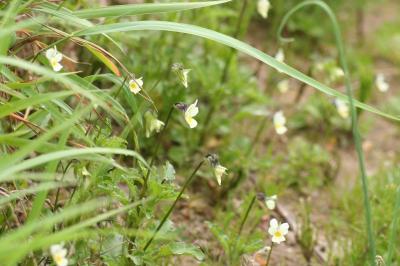 Viola arvensis