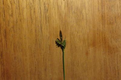 Carex caryophyllea