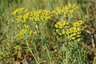 Euphorbia cyparissias