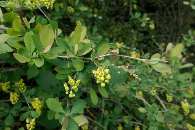 Berberidaceae