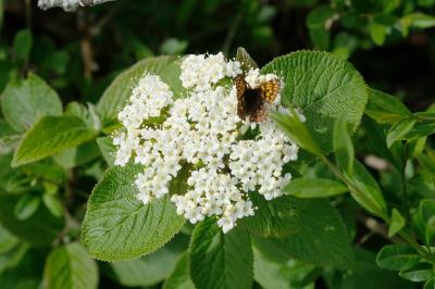 Viburnum lantana