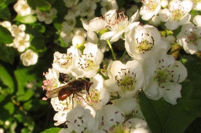 Crataegus laevigata