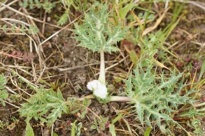 Eryngium campestre