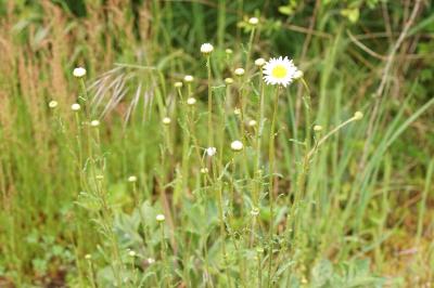 Leucanthemum vulgare