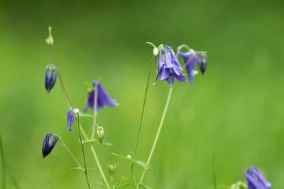 Aquilegia vulgaris