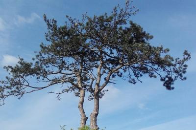 Pinus nigra