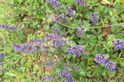 Ajuga reptans
