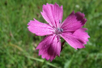 Dianthus carthusianorum