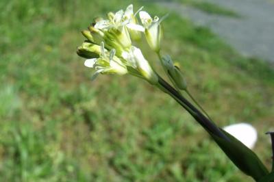 Turritis glabra