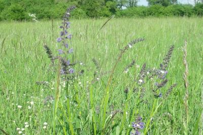 Salvia pratensis