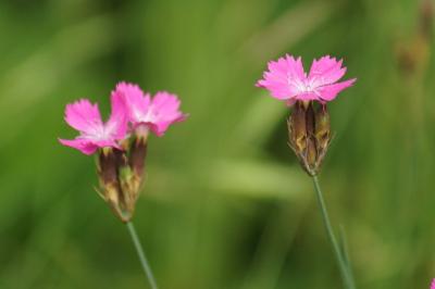 Dianthus carthusianorum