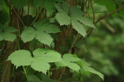 Humulus lupulus
