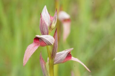 Serapias lingua