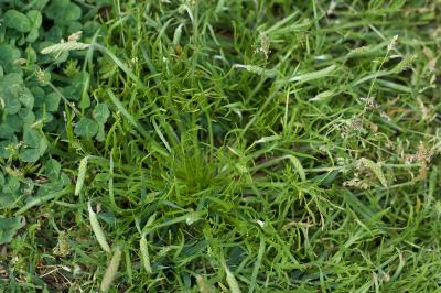 Plantago coronopus