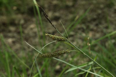 Carex flacca