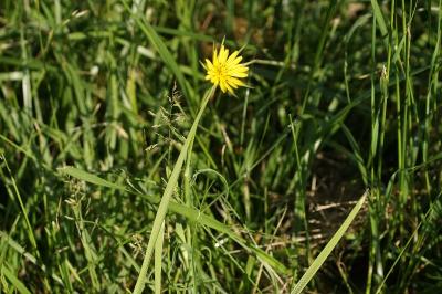 Tragopogon pratensis