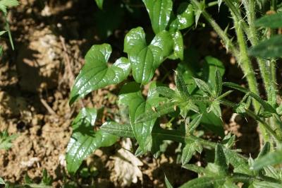 Dioscorea communis