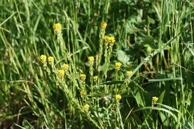 Barbarea vulgaris