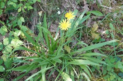 Scorzonera humilis