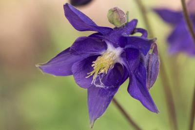 Aquilegia vulgaris