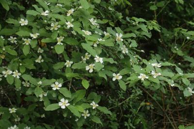 Crataegus germanica