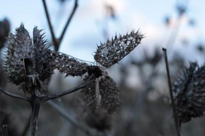 Datura stramonium