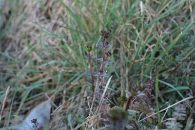 Galium aparine