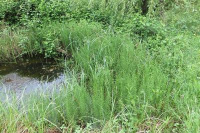 Equisetum fluviatile