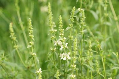 Stachys recta