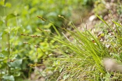 Carex halleriana