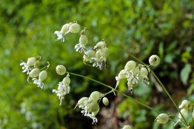 Silene vulgaris