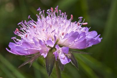 Knautia arvensis