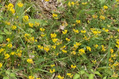 Hippocrepis comosa