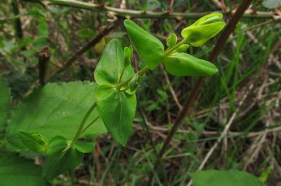 Hypericum pulchrum