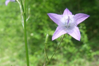 Campanula rapunculus