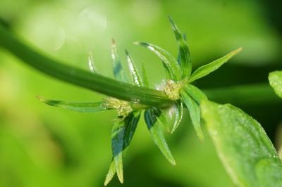 Valeriana officinalis