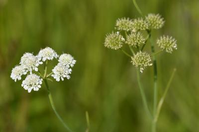 Oenanthe silaifolia
