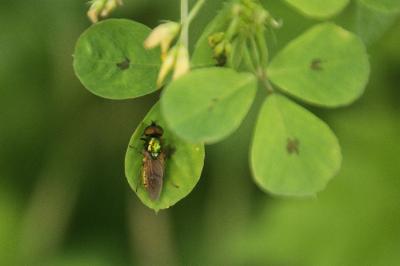 Medicago arabica