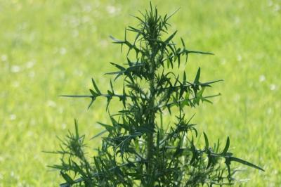 Cirsium vulgare