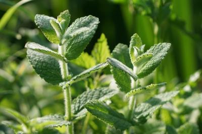 Mentha suaveolens