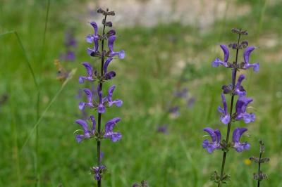Salvia pratensis