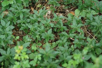 Mercurialis perennis