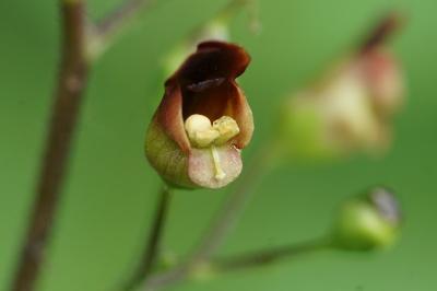 Scrophulariaceae
