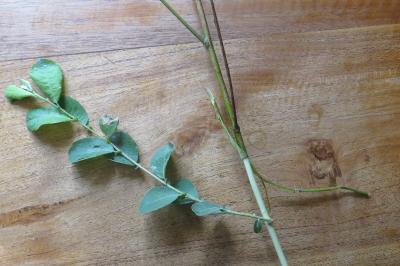 Salix caprea